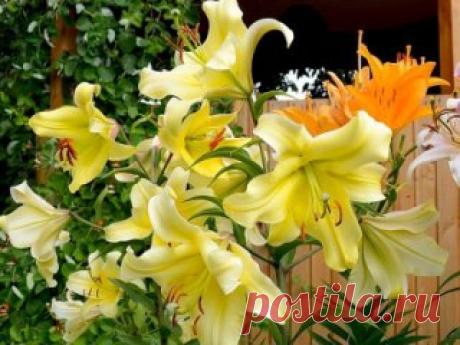 ПОДКОРМКА ЛИЛИЙ
Если розы – королевы сада, то лилии – герцогини. Но чтобы получить обильное цветение, не обойтись без подкормок.
Удобрение лилий при посадке
Если почва, в которую предстоит сажать луковицы, отдохнувшая, плодородная, гумусная, то предпосадочное удобрение можно не вносить. В остальных случаях почву придется удобрять. Какое удобрение выбрать − зависит от предпочтений хозяина сада.
Лилии любят органику (исключение − свежий навоз, который нельзя вносить ни в коем случае). Норма в