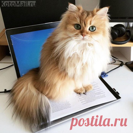 В центре внимания