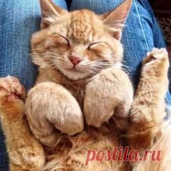 Приятной ночи) Без кота и жизнь не та : Приятной ночи)