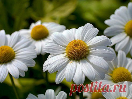 (57) Одноклассники