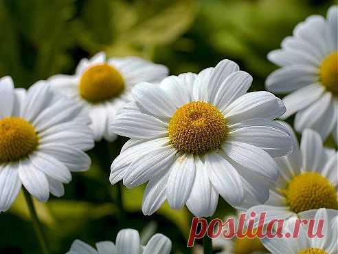 (57) Одноклассники