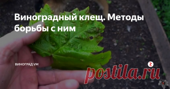 Виноградный клещ. Методы борьбы с ним Сегодня я расскажу Вам о таком неприятном явлении на винограднике, как «виноградный клещ» или 