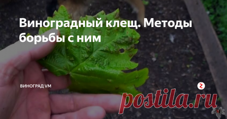 Виноградный клещ. Методы борьбы с ним Сегодня я расскажу Вам о таком неприятном явлении на винограднике, как «виноградный клещ» или "Зудень".
Так же иногда его называют «паутинным клещом» из-за того, что он, когда оставляет свои споры на виноградном листе они напоминают паутину.
Как правило, его нашествие усиливается из-за очень теплой зимы, когда ему удается хорошо перезимовать и не погибнуть.