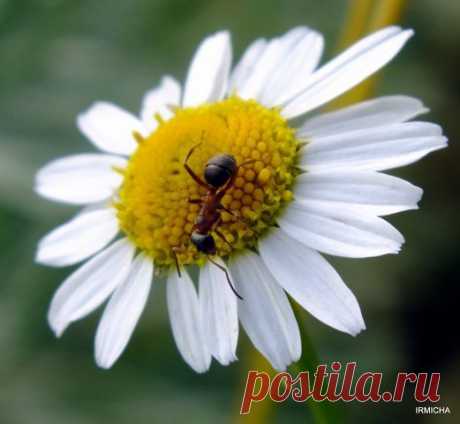 (2) Одноклассники