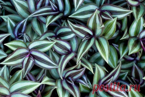 Растение оберег | ЗЕЛЕНЫЙ МИР С ЕЛЕНОЙ | Яндекс Дзен