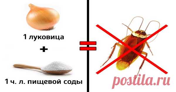 Луковица и немного соды — все, что вам понадобится, чтобы навсегда распрощаться с тараканами!