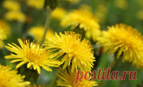 Всего 1 лист этого растения может спасти вашу жизнь! Оно растет почти в каждом саду - Elise Journal