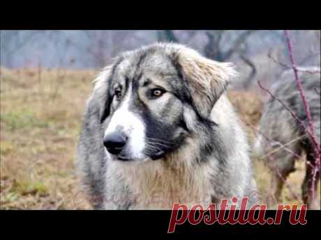 Румынская карпатская овчарка - описание породы собак - YouTube