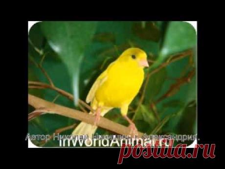 Песня кенара для обучения молодых самцов.