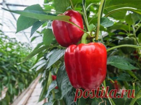 🌿ГЛАВНЫЕ ОШИБКИ ПРИ ВЫРАЩИВАНИИ СЛАДКОГО ПЕРЦА🌿
1.Слишком быстро
Торопиться с посадкой нельзя. Высадив растения в открытый грунт до того как температура воздуха достигнет 20-25° С, получим задержку в развитии и недоберем урожай. Высаживать рано можно лишь под пленку и в парники.
2. Мало света
В тени перцы хиреют, начинают вытягиваться и падают от ветра. Плодов они в таком состоянии не завязывают. Чтобы перцы не страдали от нехватки света, их даже сажать надо пореже – не ближе 25 см друг от