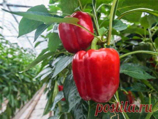 🌿ГЛАВНЫЕ ОШИБКИ ПРИ ВЫРАЩИВАНИИ СЛАДКОГО ПЕРЦА🌿
1.Слишком быстро
Торопиться с посадкой нельзя. Высадив растения в открытый грунт до того как температура воздуха достигнет 20-25° С, получим задержку в развитии и недоберем урожай. Высаживать рано можно лишь под пленку и в парники.
2. Мало света
В тени перцы хиреют, начинают вытягиваться и падают от ветра. Плодов они в таком состоянии не завязывают. Чтобы перцы не страдали от нехватки света, их даже сажать надо пореже – не ближе 25 см друг от