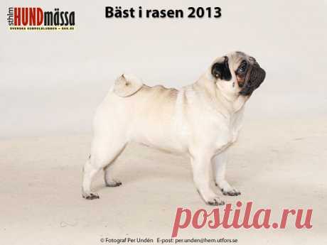 MOPS Domare: ERICSSON DAN  NORD JV-12 P'ZAZZ PRICILLA  Ägare: LUNDBERG VESTIN KATRIN, TÄBY Uppfödare: LUNDBERG VESTIN KATRIN, TÄBY
