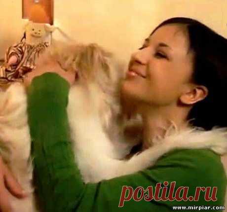 Если за Вами увязалась бродячая собака....