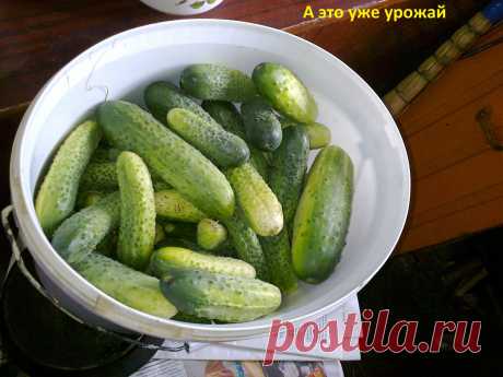 первые