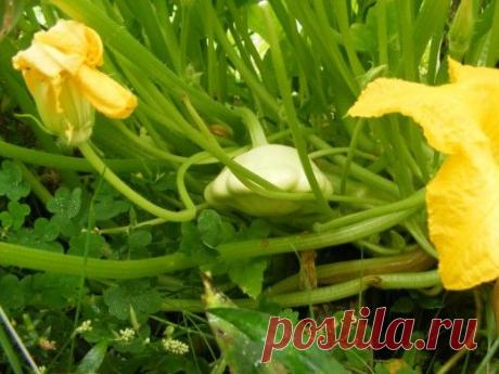 Патиссон, или овощная тарелка.

Патиссон, или Тарельчатая тыква — однолетнее травянистое растение семейства Тыквенные, разновидность тыквы обыкновенной (Cucurbita pepo). Культивируется по всему свету, в диком виде растение неизвестно.