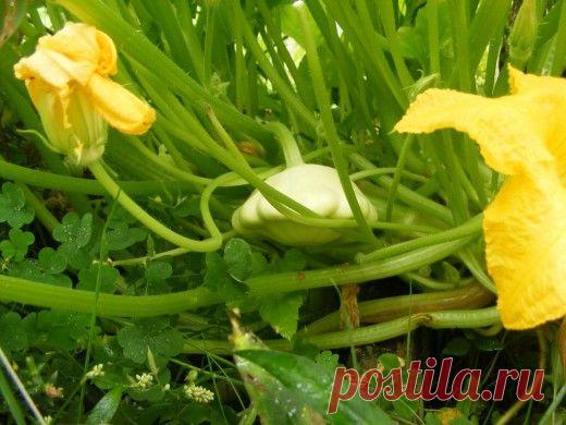 Патиссон, или овощная тарелка.

Патиссон, или Тарельчатая тыква — однолетнее травянистое растение семейства Тыквенные, разновидность тыквы обыкновенной (Cucurbita pepo). Культивируется по всему свету, в диком виде растение неизвестно.