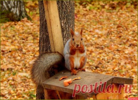 Фотолюбитель ВАЛЕНТИНА. Фото животных. Фотосайт Расфокус.ру