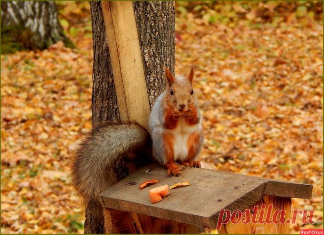 Фотолюбитель ВАЛЕНТИНА. Фото животных. Фотосайт Расфокус.ру