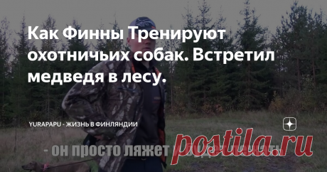 Как Финны Тренируют охотничьих собак. Встретил медведя в лесу.