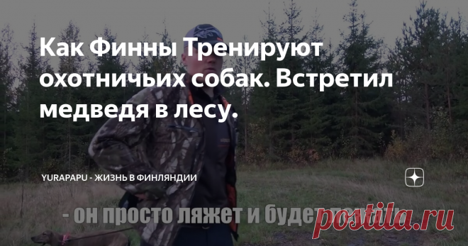 Как Финны Тренируют охотничьих собак. Встретил медведя в лесу.