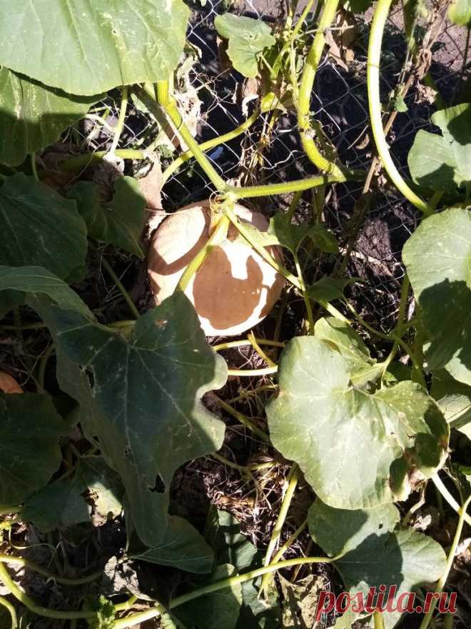 Как вырастить большой урожай тыквы