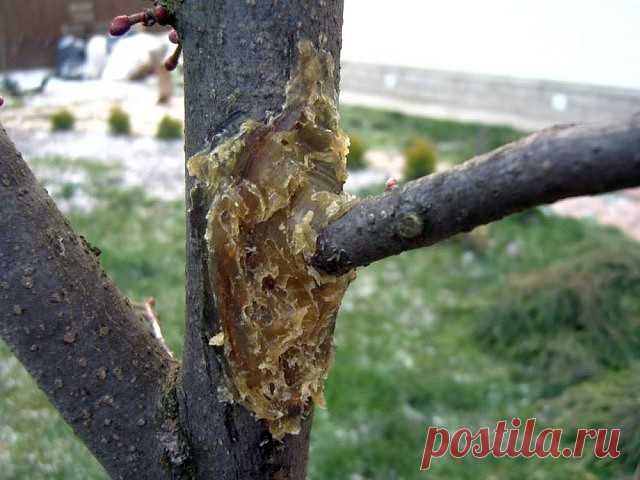 (2) Одноклассники
