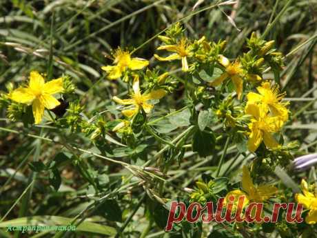 Травы против нечистой силы | Астропропаганда | Яндекс Дзен
Автор статьи: астролог Нина Стрелкова. Все растения обладают какими-либо полезными, а порой и магическими свойствами. Одни укрепляют здоровье, другие помогают в любви, а есть и такие, которые способны одолеть нечистую силу. Обычно это скромные лесные и луговые травки, а также постоянные обитатели пустырей или огородные сорняки. Сила трав, изгоняющих нечисть, различна, особенности их действия зависят от планет, под влиянием которых...