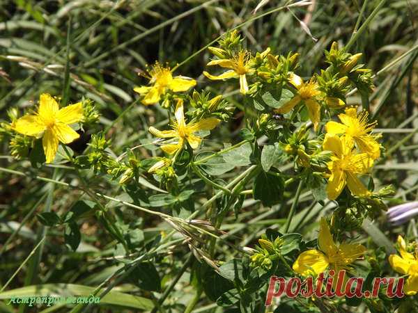 Травы против нечистой силы | Астропропаганда | Яндекс Дзен
Автор статьи: астролог Нина Стрелкова. Все растения обладают какими-либо полезными, а порой и магическими свойствами. Одни укрепляют здоровье, другие помогают в любви, а есть и такие, которые способны одолеть нечистую силу. Обычно это скромные лесные и луговые травки, а также постоянные обитатели пустырей или огородные сорняки. Сила трав, изгоняющих нечисть, различна, особенности их действия зависят от планет, под влиянием которых...