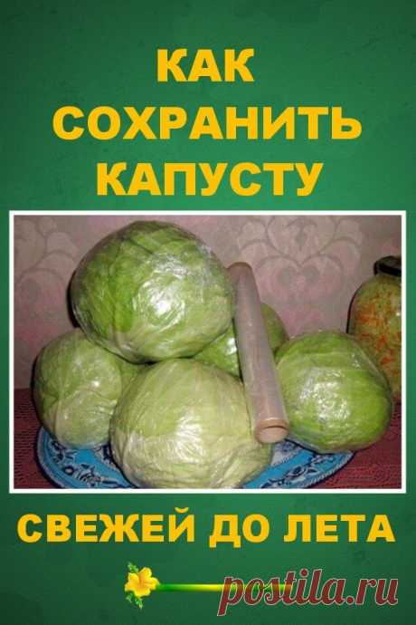 Как сохранить капусту свежей до лета?