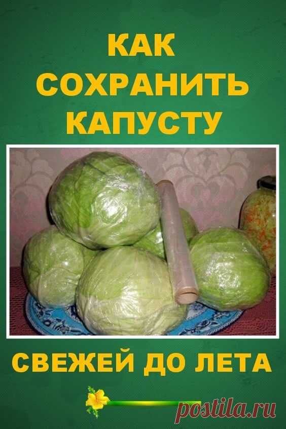 Как сохранить капусту свежей до лета?