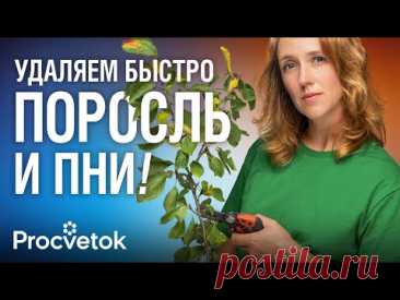 КАК ИЗБАВИТЬСЯ ОТ ПНЕЙ И ПОРОСЛИ ЛЕГКО И БЫСТРО? Биолог поделилась самыми эффективными способами