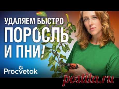 КАК ИЗБАВИТЬСЯ ОТ ПНЕЙ И ПОРОСЛИ ЛЕГКО И БЫСТРО? Биолог поделилась самыми эффективными способами