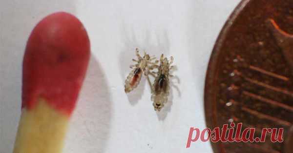 Εξαφανίστε τις ψείρες πανεύκολα και γρήγορα