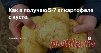 Как я получаю 5-7 кг картофеля с куста.  С самого детства я считала посадку картофеля неким ритуалом. Ведь все  происходило по правилам, папа перекапывал почву под картошку, а мама  раскладывала золу в лунки. Мы же с сестрой занимались самым важным -  посевом. За посадкой мы тщательно ухаживали, ведь нужно вовремя ее  окучить и удобрить, собрать всех колорадских жуков, которые так любят  картофель, а так же убрать сорняки.
Однако, узнать