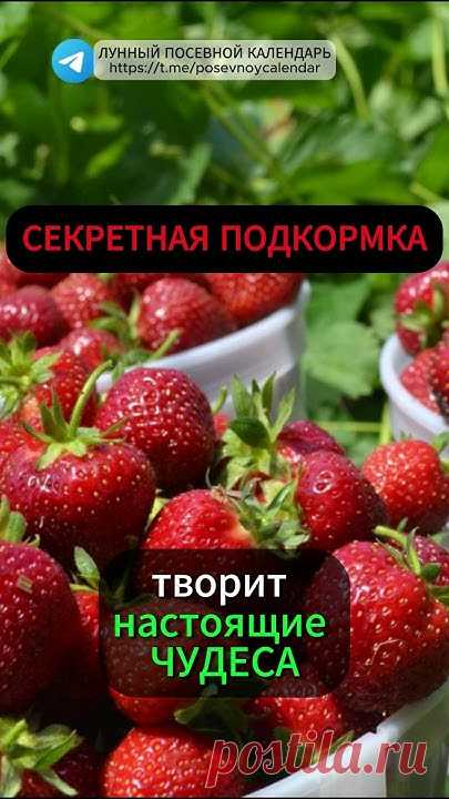 Секретная подкормка для клубники творит чудеса даже с чахлыми кустами. #подкормка #клубника