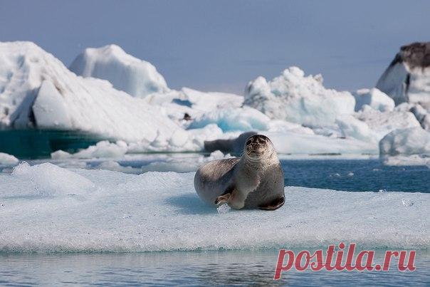 Льдинка – лучшая игрушка! Кадр сделан в ледниковой лагуне Йокульсаурлоун, Исландия. Фотограф – Сергей Смолин: nat-geo.ru/photo/user/294518/