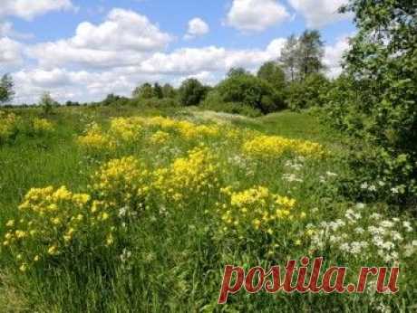 Пейзажи с цветами в дикой природе | Изображения (фотографии) цветов