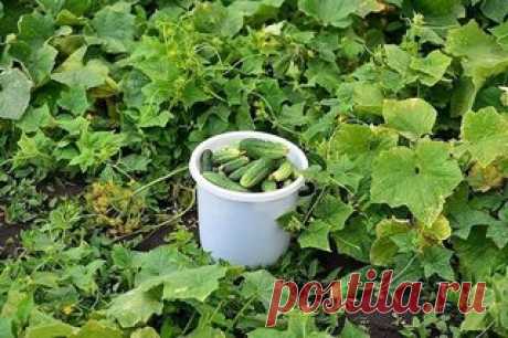 Растворы для урожая огурчиков.