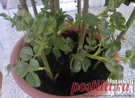 Выращивание цветов | Записи в рубрике Выращивание цветов | Дневник Nik2003