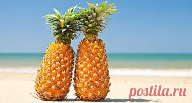 Ананас: полезные свойства - Образованная Сова Этот экзотический фрукт, похожий на большую шишку с красивой зеленой верхушкой и сочной солнечно-желтой мякотью, любят почти все. Кроме того, ананас можно использовать как лечебно-профилактическое средство, а многие приписывают ананасу еще и жиросжигающий эффект – но правда ли он так хорош и полезен? Выбираем ананас Ананас растет на земле, это кустовое растение. В среднем, растение …