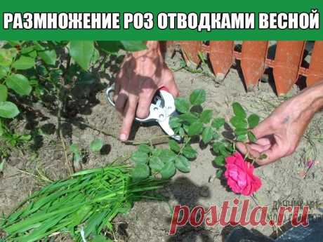 Размножение роз отводками весной своими руками
Один из способов размножения роз – получение их окольцованными горизонтальными отводками. В апреле – начале мая у куста пригибают один или несколько побегов и закрепляют деревянными или металлическими крючками.
У основания окольцовывают их (снимают кору) на ширину 3-5 см. Это место обвязывают полиэтиленовой пленкой в 5-6 слоев, смазав ее с одной стороны тонким слоем садового вара. Во второй половине июня из всех здоровых почек...