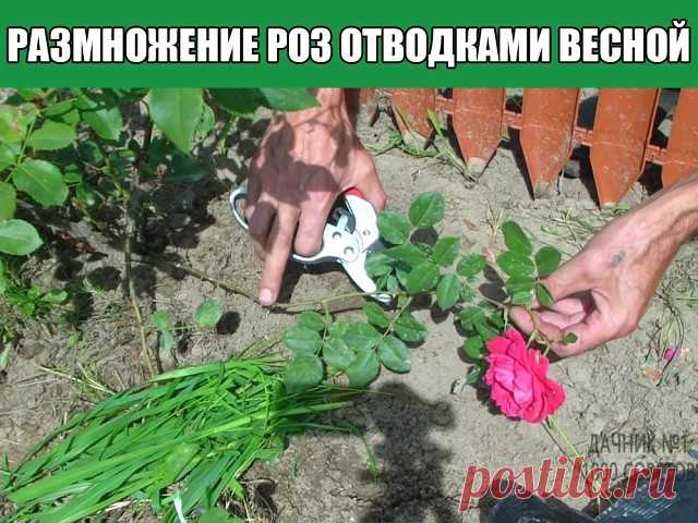Размножение роз отводками весной своими руками
Один из способов размножения роз – получение их окольцованными горизонтальными отводками. В апреле – начале мая у куста пригибают один или несколько побегов и закрепляют деревянными или металлическими крючками.
У основания окольцовывают их (снимают кору) на ширину 3-5 см. Это место обвязывают полиэтиленовой пленкой в 5-6 слоев, смазав ее с одной стороны тонким слоем садового вара. Во второй половине июня из всех здоровых почек...