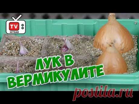 Огород на подоконнике 🌱 Выращиваем лук и чеснок в вермикулите 🌱 Мастер-класс