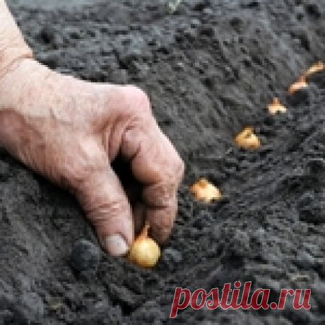 Лук садить лучше под зиму.