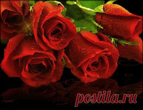 Эти Розы Для Тебя! | Позитив в картинках и не только