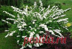 Спирея или таволга - спирея, декоративные кустарники, таволга