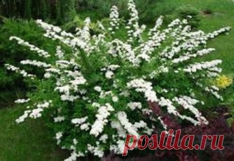 Спирея или таволга - спирея, декоративные кустарники, таволга