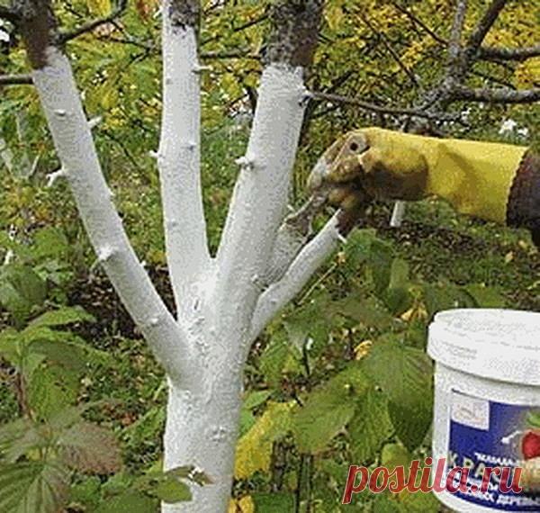 КАК ПРАВИЛЬНО УХАЖИВАТЬ ЗА ЯБЛОНЯМИ, ЧТОБЫ СОХРАНИТЬ И УВЕЛИЧИТЬ УРОЖАЙ ЯБЛОК.
 
Затяжная холодно-дождливая весна, традиционные уже заморозки сделали свое черное дело - яблок завязалось негусто. Хуже всего то, что этот жиденький урожай легко потерять. Но можно и наоборот - увеличить.
Поддерживающая терапия
В первую очередь надо «запустить корни» и кору яблонек. Все это сделать до примитивного просто. «Разогреваем кору» бороздованием. Прорезаем кору на ветвях и стволе вдоль...