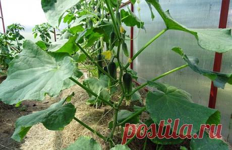 Как мы победили муравьиный беспредел | ОГОРОДиЯ | Яндекс Дзен