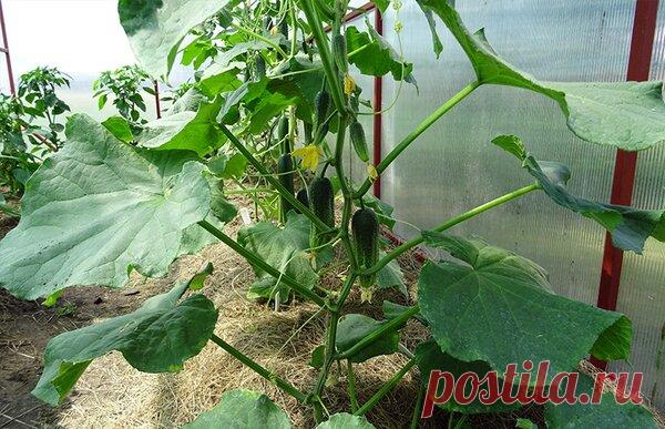 Как мы победили муравьиный беспредел | ОГОРОДиЯ | Яндекс Дзен